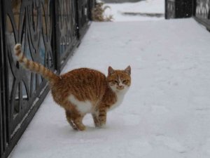 Kar yağışı Bünyan’da kartpostallık görüntüler oluşturdu