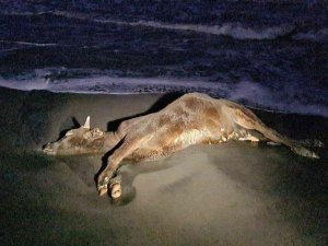 Zonguldak’ta sahile vuran ölü inek şaşkına çevirdi