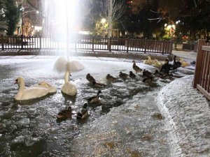 Ankara’nın simgelerinden Kuğulu Park buz tuttu