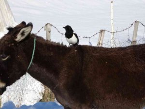 Karda aç kalan saksağan, eşeklerin başına bela oldu