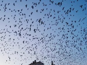 Kargaların görsel şöleni