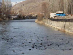 Yeşilbaşlı gövel ördekler Çoruh Nehrini renklendiriyor
