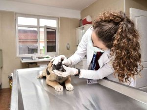 Mamak’ta bir yıl boyunca 12 bini aşkın hayvan aşılandı