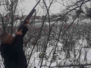 Köy muhtarı, tellere zarar veren dalları tüfekle tek atışla düşürdü