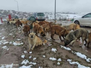 Sokakta yaşayan canlıları yalnız bırakmadılar