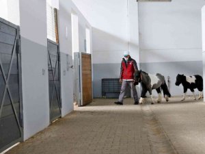 Sultangazi’de binicilik tesislerindeki atların bakımı özenle yapılıyor