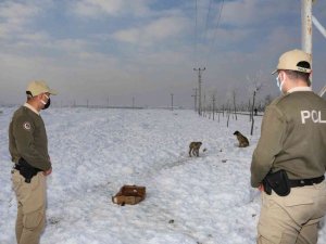 Konya’da hayvanları koruma polisleri, bin 45 ihbara cevap verdi