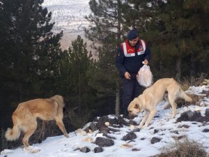 Sokak hayvanları için doğaya ekmek bırakıldı
