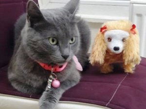 Şanslı kedi Gümüş’e 4. doğum günü partisi