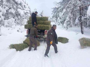 Kütahya’da yaban hayvanları için doğaya yem bırakılıyor