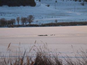 Sivas dondu, Hafik gölünün yüzeyi buz tuttu