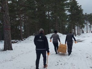 Osmaniye’de sokak ve yaban hayvanlarına mama ve yem desteği