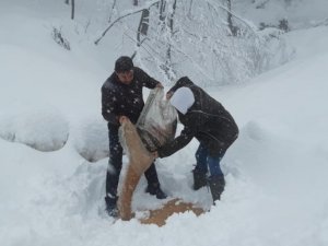Yalova’da av ve yaban hayvanları için ormana yem bırakıldı