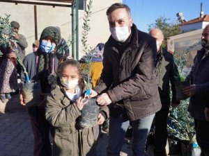 İzmit’in dönüştürülen atıkları, Milas’ta zeytin fidanı olarak toprakla buluştu