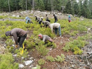 Beyşehir’de ormanlık alanda gençlik bakım faaliyetleri sona erdi