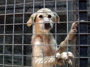 Sokak hayvanlarının 5 yıldızlı oteli: Pati Evi