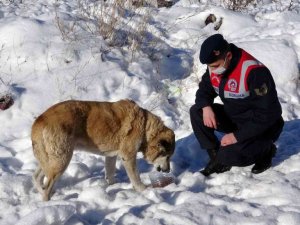 Yozgat’ta jandarma ekipleri doğaya yem bıraktı