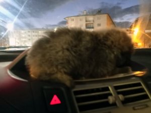 Donmak üzereyken bulduğu yavru köpeği aracının kaloriferinde ısıttı