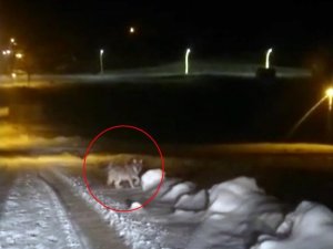 Aç kalan kurt şehir merkezine indi