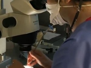 Çevre kirliliği ve şekerli içeceklerin üremeyi de olumsuz etkilediği belirlendi