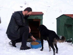 Gümüşhane’de sokak hayvanlarına şefkat eli