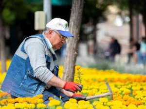 Mamak daha yeşil oluyor