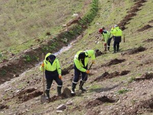 İlimtepe dolgu alanına 20 bin fidan