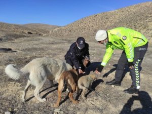 Darende’de yaban hayvanları unutulmadı