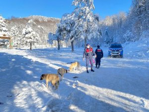 Domaniç jandarması sokak hayvanlarını yalnız bırakmadı