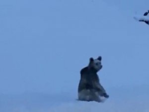 Tunceli’de karlı yollarda boz ayı görüntülendi