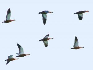 Hersek Lagünü su kuşlarını ağırlıyor