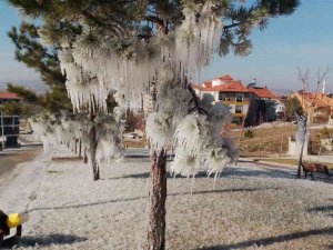Buz tutan ağaçlar ilginç görüntüler oluşturdu