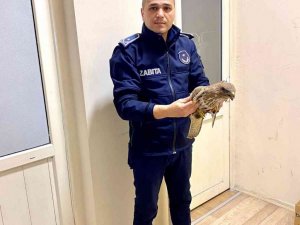 Silahla yaralanan Atmaca tedavi altına alındı