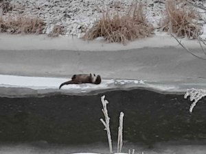 Kars’ta su samuru kamerada