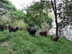 Prof. Dr. Şağdan Başkaya: “Başıboş köpeklerle ilgili yasal düzenleme şart”