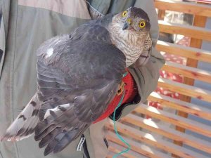 Yaralı atmaca muhtarlığa teslim edildi