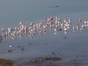 İvriz Baraj Gölü flamingoları ağırlıyor