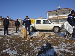Niğde sokak hayvanlarına mama dağıtıldı