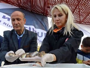 Balıkçılar, korkulu rüyası haline gelen balon balığını yakalamak için yarıştı