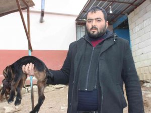 Kilis’te 3 ayaklı oğlak görenleri şaşkına çeviriyor