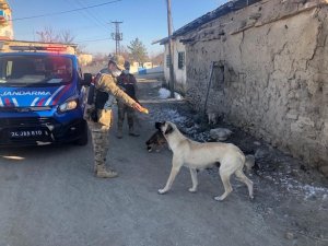 Jandarmadan sokak hayvanlarına mama ve su desteği