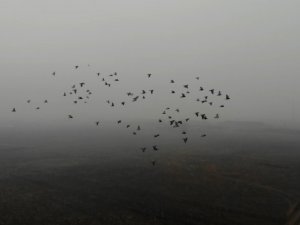 Doğunun Çukurova’sı soğuk hava ve sise teslim oldu