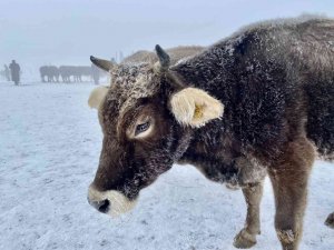 Ağrı dondu, hayvanlar buz kesti