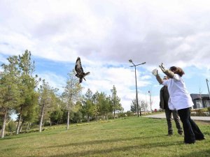 Tedavi edilen baykuş ve kızıl şahin doğaya salındı