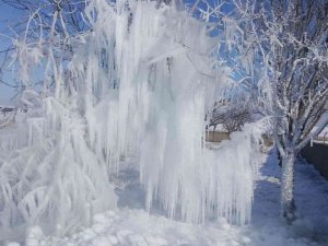Çeşme borusu patladı söğüt ağacı buz ağaca döndü
