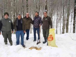 Avcılar yabanî hayvanlar için ormana yem bıraktı