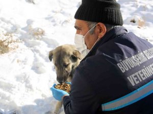 Büyükşehir’in ekipleri yaban hayatını korumak için doğaya yem bırakıyor