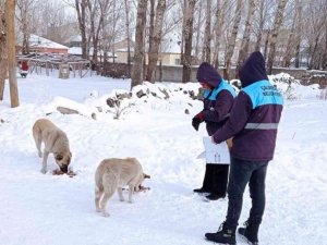 Çaldıran belediyesi sokak hayvanlarını unutmadı