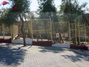 Kahramanmaraş’ta sokak hayvanları toplanıyor