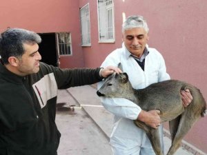 Yaralı bulunan yavru karaca tedavi altına alındı